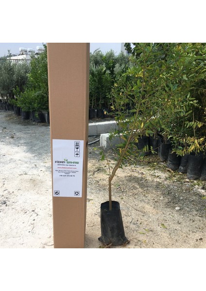 Tüplü Hicaz Nar Fidanı 70-100 cm fiyatları