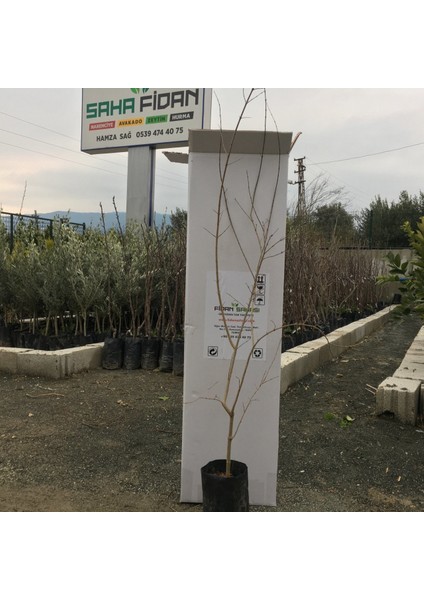 Tüplü Hicaz Nar Fidanı 70-100 cm modelleri