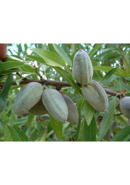 Tüplü Ferraduel Badem Fidanı Yaş 2 Boy 80-100CM