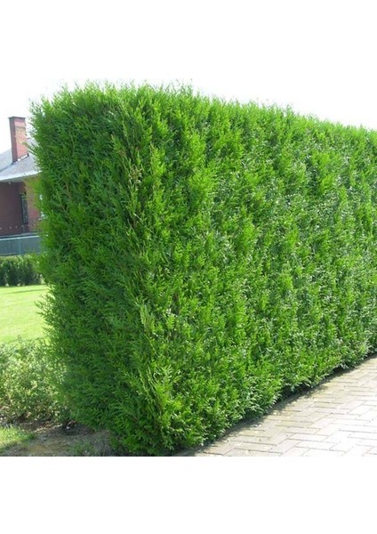 Tüplü Çit Mazi Fidanı Yaş 2 Boy 40-60CM