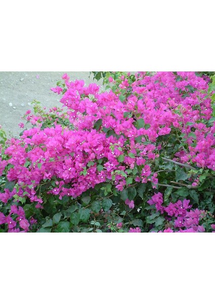 Saksıda Sarılıcı Mor Tırmanıcı Begonvil Fidanı Yaş 2 Boy 80-110CM