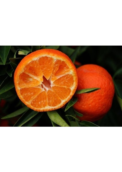 Tüplü Aşılı Klemantin Kokulu King Mandalina Yaş 1-2 Boy 90-110CM Soğuklara Dayanıklı