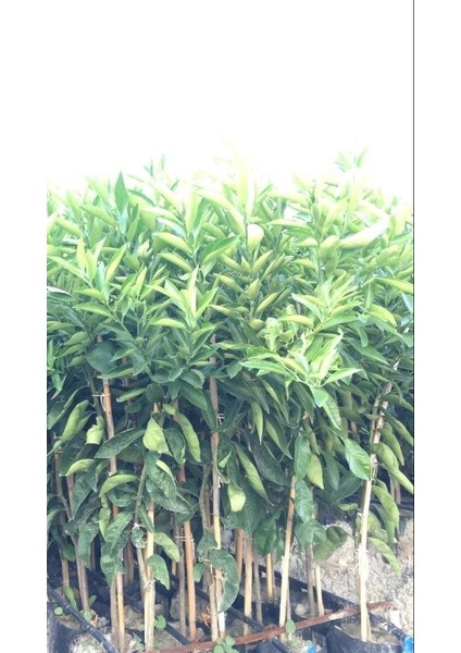 Tüplü Aşılı Klemantin Kokulu King Mandalina Yaş 1-2 Boy 90-110CM Soğuklara Dayanıklı fiyatları
