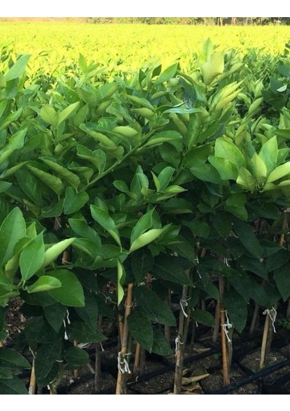 Tüplü Aşılı Mayer Fidanı 2 Yaş Boy 90-110 cm Soğuklara Dayanıklı fiyatları