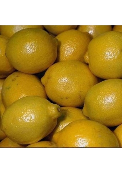 Tüplü Aşılı Kara Limon Yaş 1-2 Boy 90-100CM