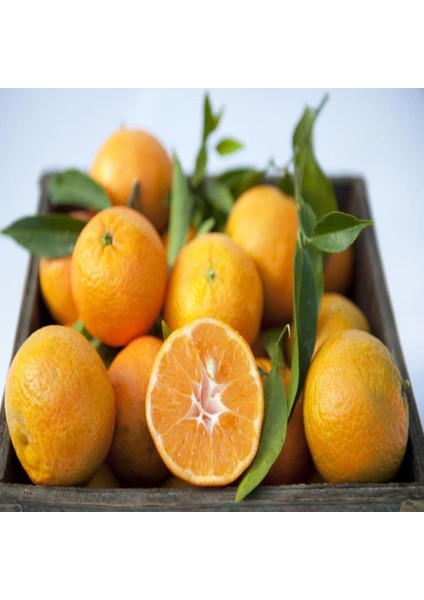 Tüplü Aşılı Kokulu Bodrum Mandalinası Yaş 1-2 Boy 90-110CM
