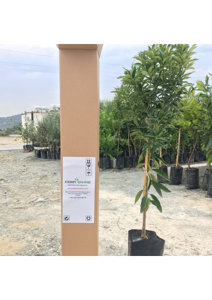 Tüplü Aşılı Kokulu Bodrum Mandalinası Yaş 1-2 Boy 90-110CM fiyatları