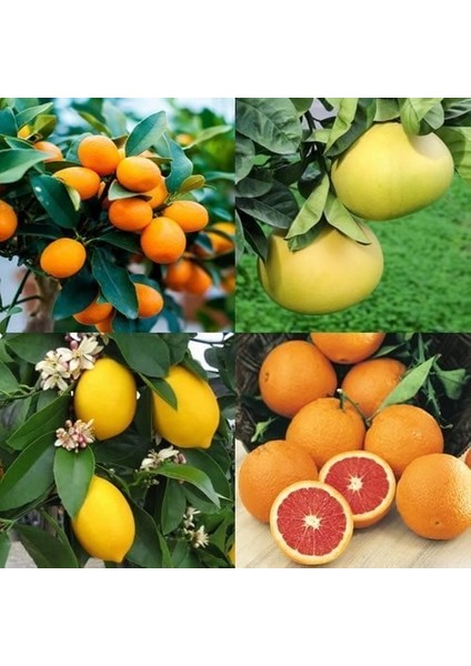 Bodur Aşılı Saksılık Yediveren-Kamkat-Portakal-Şadok Fidanı (4 Lü Paket)