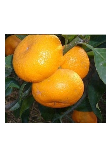 Tüplü Aşılı Mihovaze Mandalina Fidanı Yaş 1-2 Boy 90-110CM