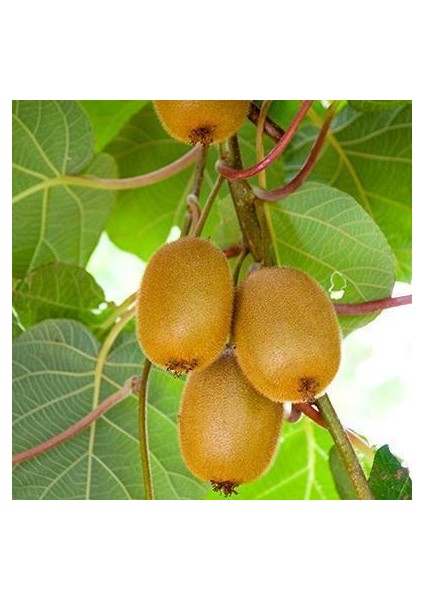 Tüplü Hayward Kivi Fidanı 2 Yaş (2 Adet 1 Erkek+ 1 Dişi)