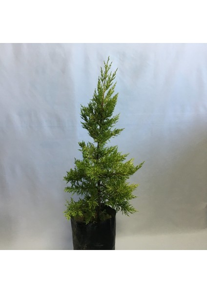 Tüplü Limoni Servi Fidanı 4 Adet Boy 50-60CM