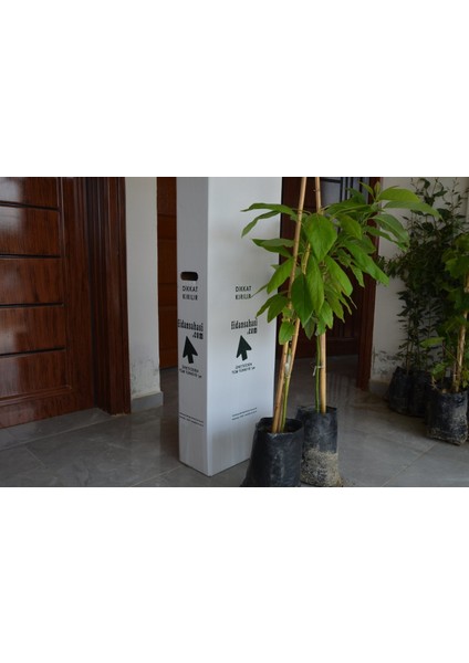 Birbirini Tozlayan 2 Yaş Aşılı Bacon ve Fuerte Avakado 2'li