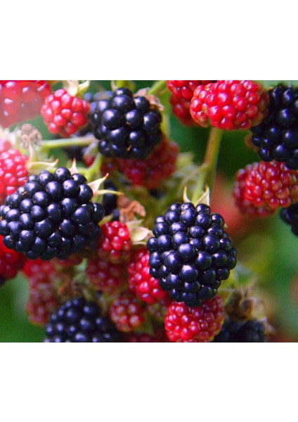 Tüplü Jumbo Böğürtlen Fidanı 1 Yaş - Iri Meyveli