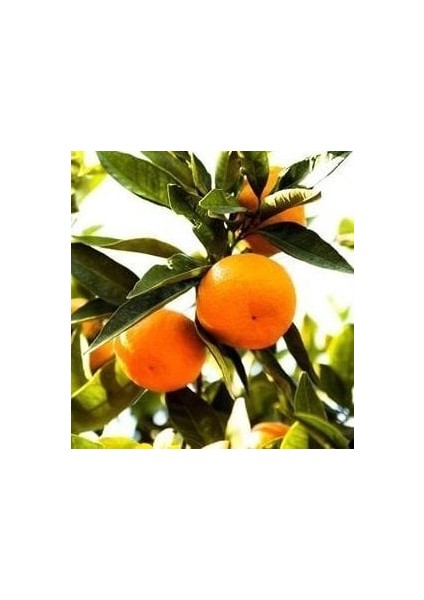 Tüplü Aşılı Satsuma Mandalina Fidanı Yaş 1-2 Boy 90-110CM