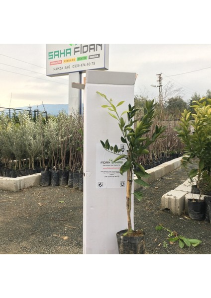 Tüplü Aşılı Satsuma Mandalina Fidanı Yaş 1-2 Boy 90-110CM fiyatları