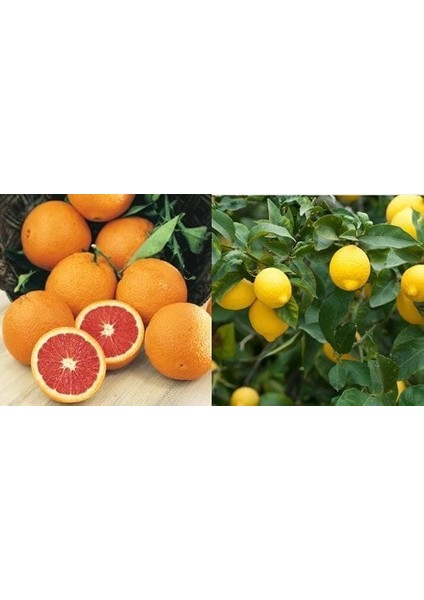 Tüplü Aşılı Cara Cara Portakal + Yediveren Limon Fidanı 2 Yaş (2li Paket)