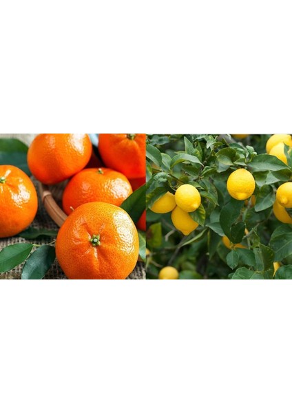 Tüplü Aşılı Yediveren Limon + W.murcott Mandalina Fidanı(2li Paket)