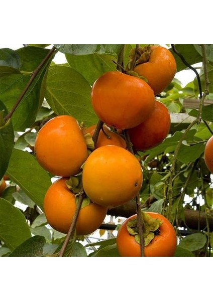 Tüplü Aşılı Trabzon Hurması Rojo Brillante Fidanı