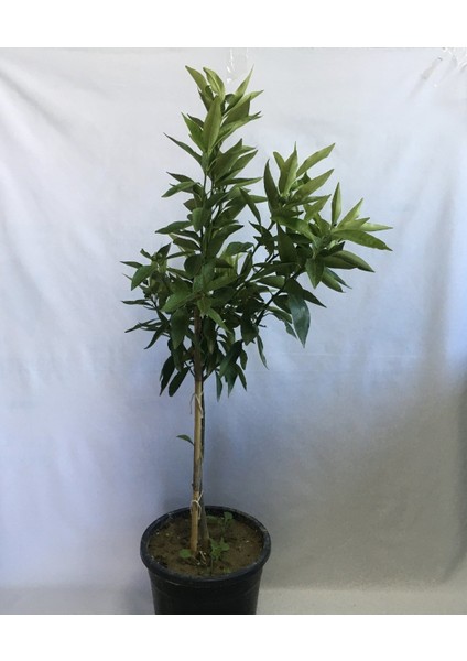 4 Yaş Saksıda Bodur Nova Mandalina Fidanı Boy 90-110CM