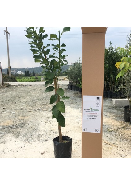Tüplü Aşılı Yediveren Limon Fidanı 2 Yaş Boy 90-110CM