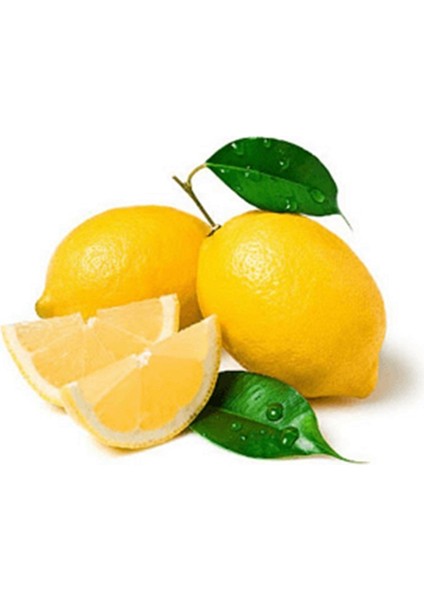 Tüplü Aşılı Yediveren Limon Fidanı 2 Yaş Boy 90-110CM fiyatları