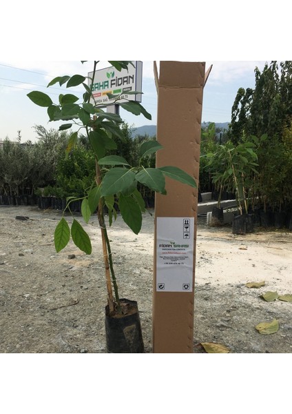 Aşılı Tüplü Hass Black Avokado 2 Yaş Boy 60-90 cm fiyatları