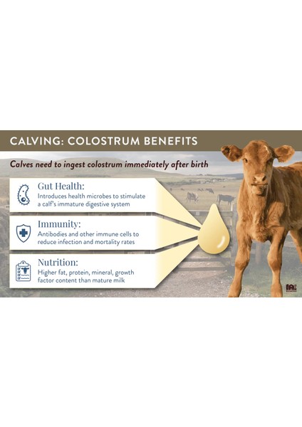 Colostrum With 20% Igg Immunog.Lobulins modelleri