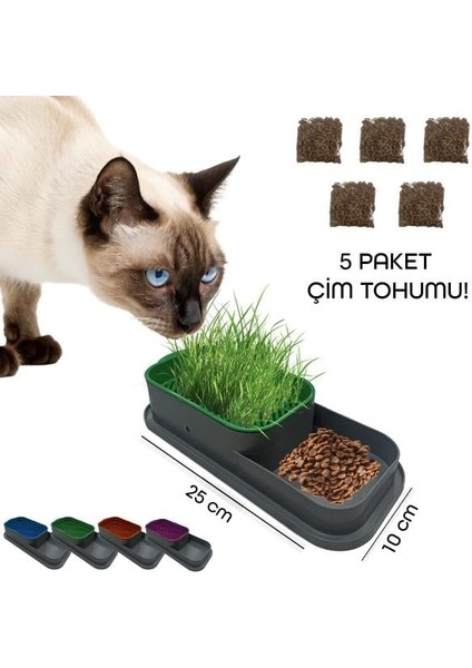 Topraksız Kedi Çimi Kabı