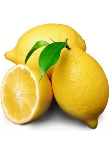 Tüplü Aşılı Bodur Saksılık Enterdonat Limon Fidanı 80-100 Boy