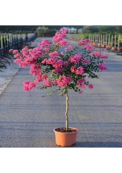 Saksıda Oya Ağacı Fidanı 4 Yaş 80-100 cm
