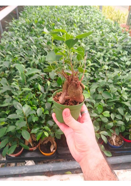 -Ficus Bonsai Salon Ofis Iç Mekan fiyatları
