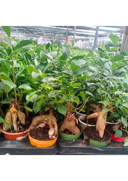 -Ficus Bonsai Salon Ofis Iç Mekan modelleri