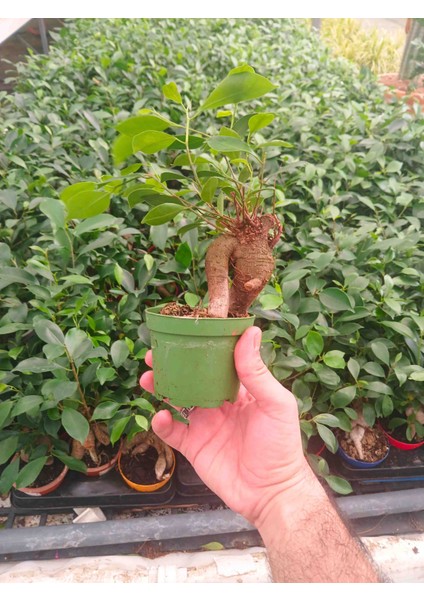-Ficus Bonsai Salon Ofis Iç Mekan fırsatları