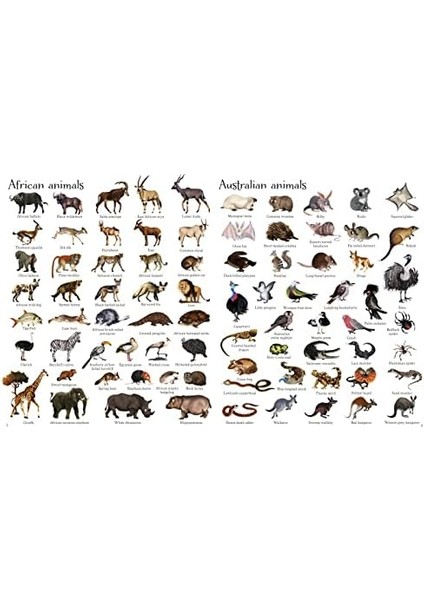 Animals (1000 Pictures)
