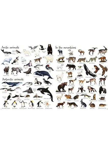 Animals (1000 Pictures) fiyatları