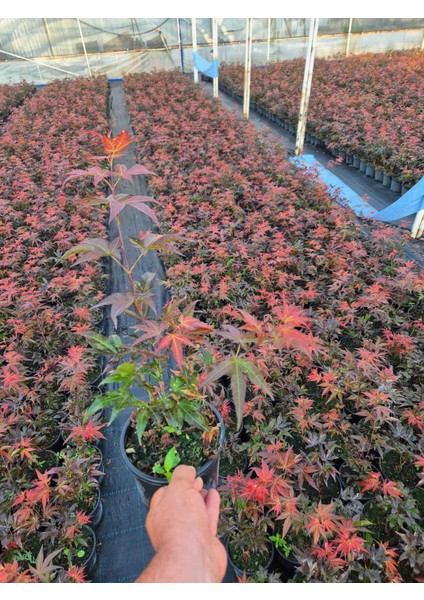Kırmızı Japon Akçaağaç Acer Palmatum (Her Daim Kırmızı)