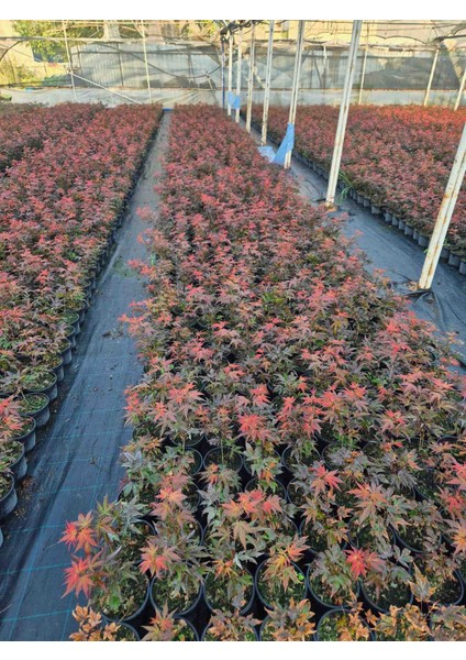 Kırmızı Japon Akçaağaç Acer Palmatum (Her Daim Kırmızı) fiyatları