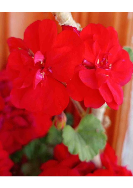 Bodur Sardunya Fide fiyatları