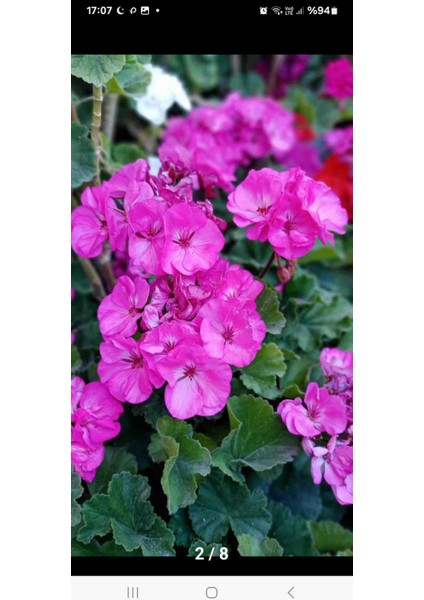 Bodur Sardunya Fide fiyatları