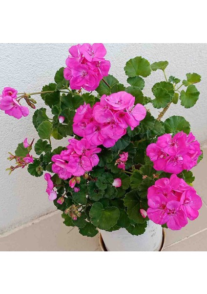 Bodur Sardunya Fide modelleri