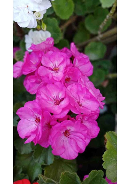 Bodur Sardunya Fide fırsatları