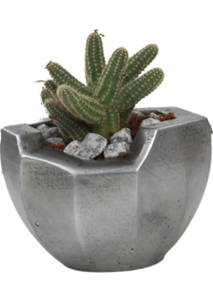 Ayaklı Saksı Ahşap Dekoratif Kaktüs Saksısı 1 Adet Gümüş Renk Eskitme Uygulamalı Önü Açık Model