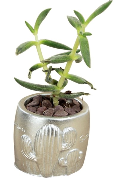 Dekoratif Saksı Minik Kaktüs Saksısı Kaktüs Desenli Model