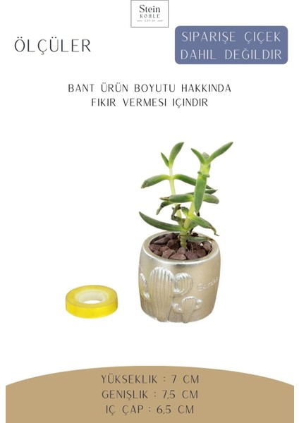 Dekoratif Saksı Minik Kaktüs Saksısı Kaktüs Desenli Model