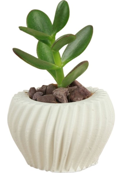Dekoratif Saksı Minik Kaktüs Saksısı Derin Çizgili Spiral Model