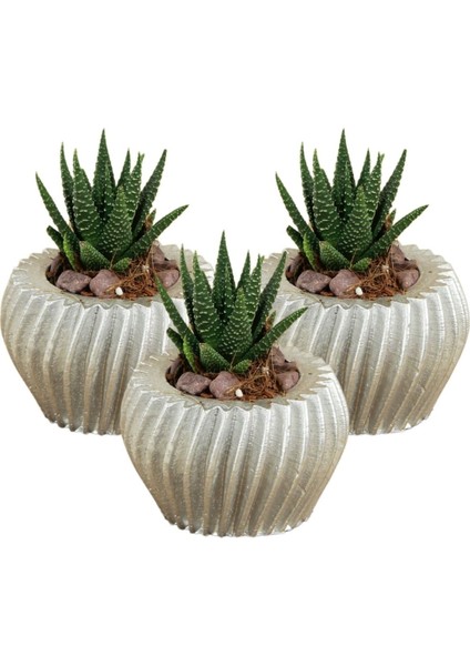 Dekoratif Saksı Minik Kaktüs Saksısı Derin Çizgili Spiral