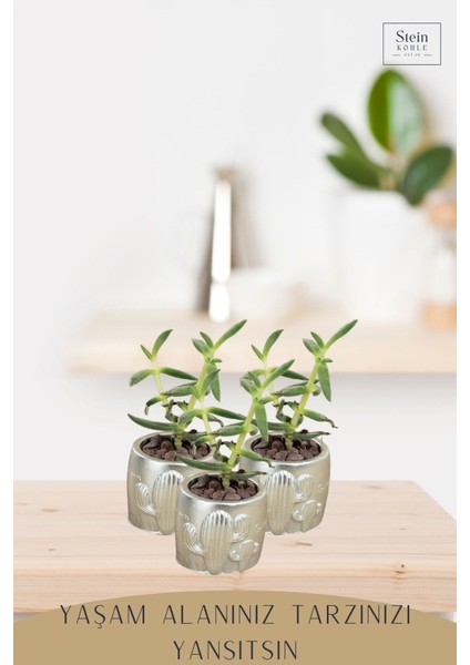 Dekoratif Saksı Minik Kaktüs Saksısı Kaktüs Desenli Model