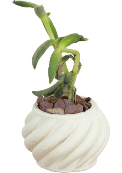 Dekoratif Saksı Minik Kaktüs Saksısı Kalın Çizgili Spiral Model