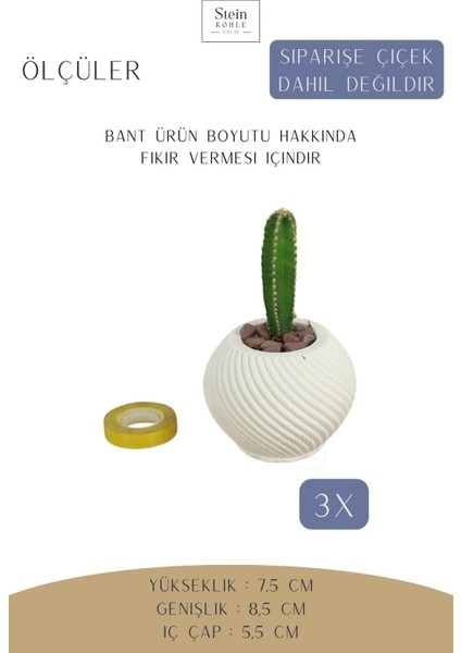 Dekoratif Saksı Minik Kaktüs Saksısı İnce Çizgi Spiral