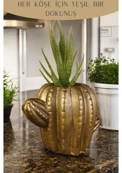 Dekoratif Saksı Minik Kaktüs Saksısı Kaktüs Model